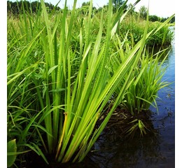 Аир болотный, Acorus calamus, лист ярко-зелёный, h100 см, С7,5