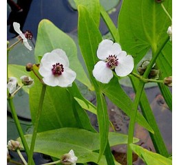 Стрелолист обыкновенный, Sagittaria sagittifolia, белый, h10-50 см, С1