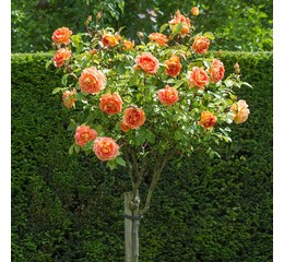 Роза штамбовая Моника С4 90-110см (в21)
