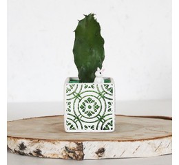 кактус в керамическом горшке с орнаметом (7*7 см)